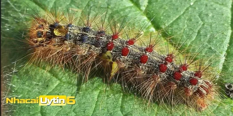 Mơ thấy sâu đánh con gì?